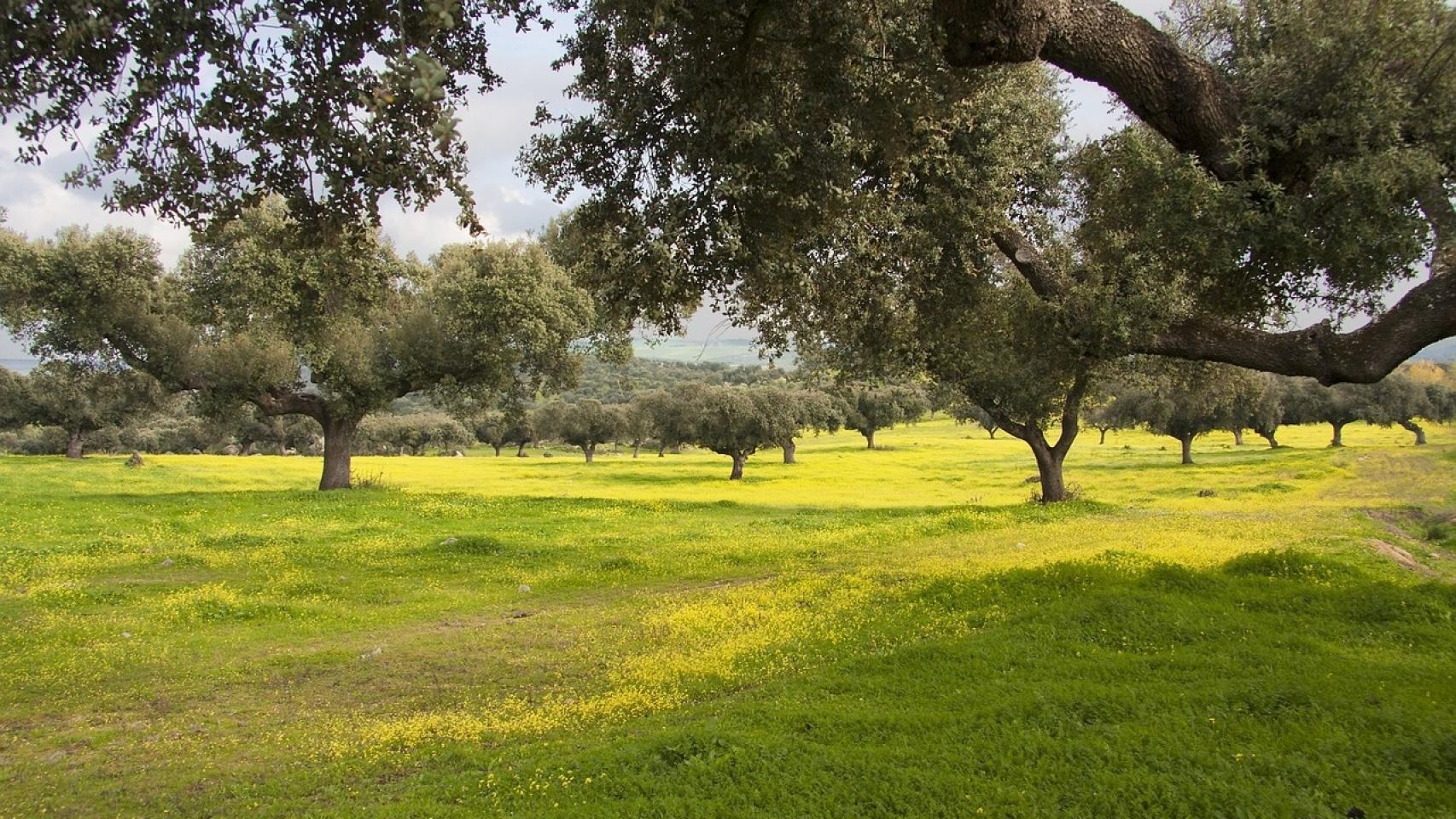 Investigadores de la UVa detectan hongos insecticidas contra el control de plagas y enfermedades forestales