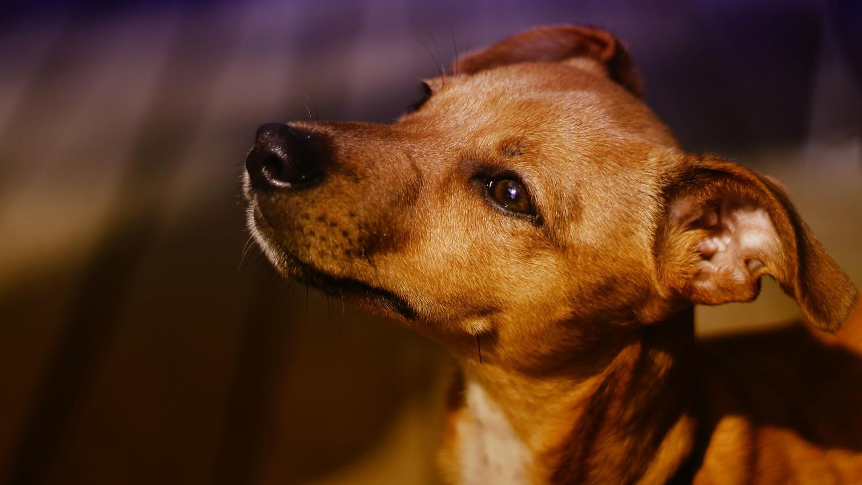 ¿Qué significa cuando un perro te sostiene la mirada?