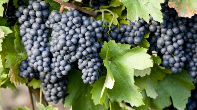 Castilla-La Mancha pierde la hegemonía de cultivar la variedad de uva más sembrada en España