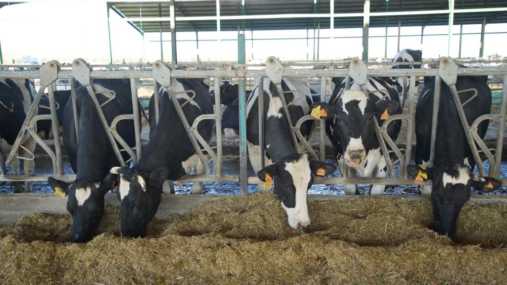 Los ganaderos temen tener que comenzar a sacrificar animales por no poder alimentarlos