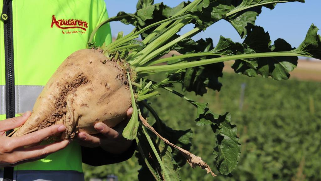 El cultivo de la remolacha ha sido uno de los buques insignia del sector agrario de Castilla y León