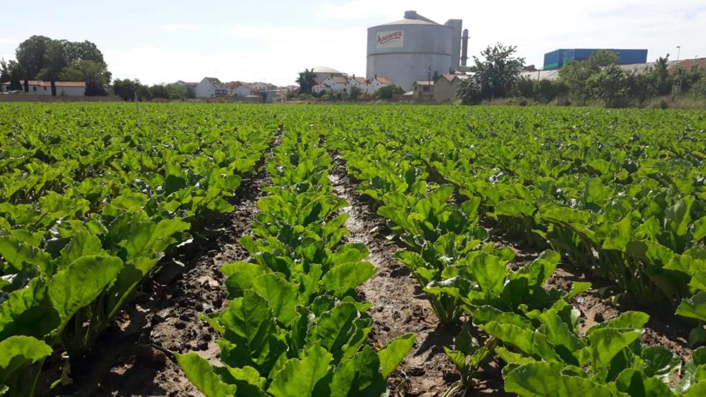 Campos de remolacha plantados en tierras de La Bañeza (León)