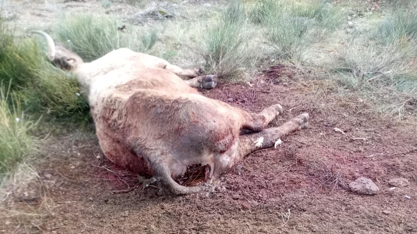 Becerra muerta en Cabeza de Framontana