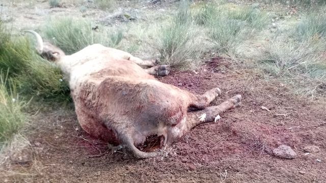 Becerra muerta en Cabeza de Framontana