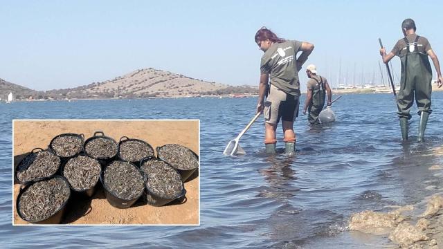 Operarios de la Comunidad Autónoma, en agosto, retirando peces muertos por el episodio de anoxia en el Mar Menor.