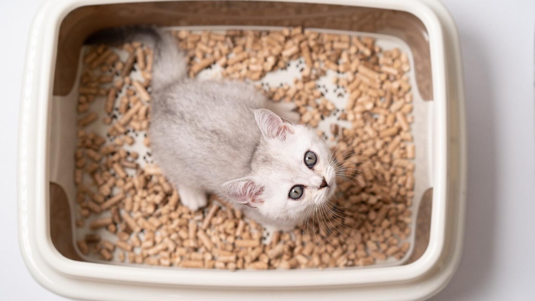 Los mejores areneros para gatos de Tiendanimal