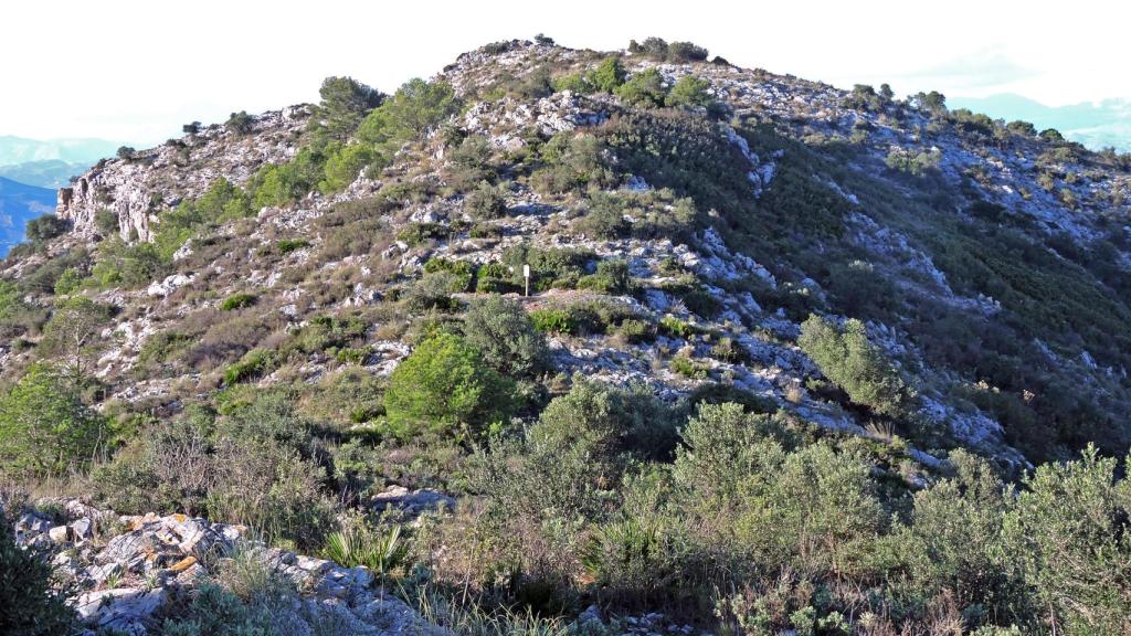 Los crestones calizos del Jabalcuza emergiendo entre los pinos.