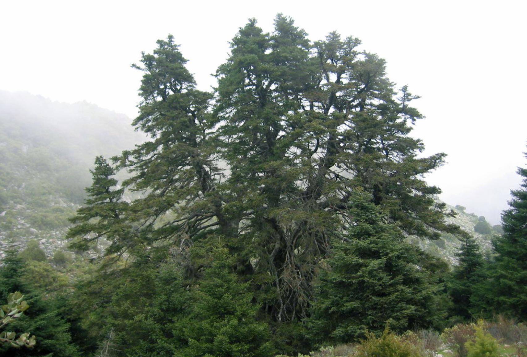 El pinsapo de las Escaleretas está aquí desde hace siglos.