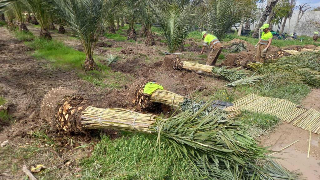 Trabajos de plantación en la isla de Tabarca (Alicante).