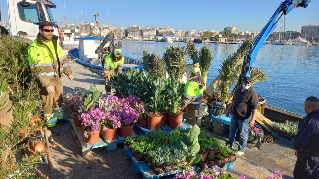 Las nuevas plantas llegan a la isla para su acondicionamiento este 2022.