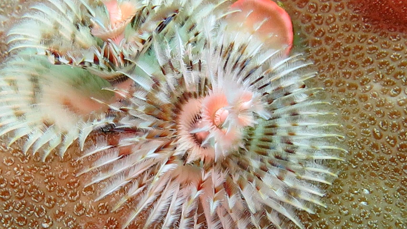 El rosa pinta el océano de 'la fotógrafa del mar'