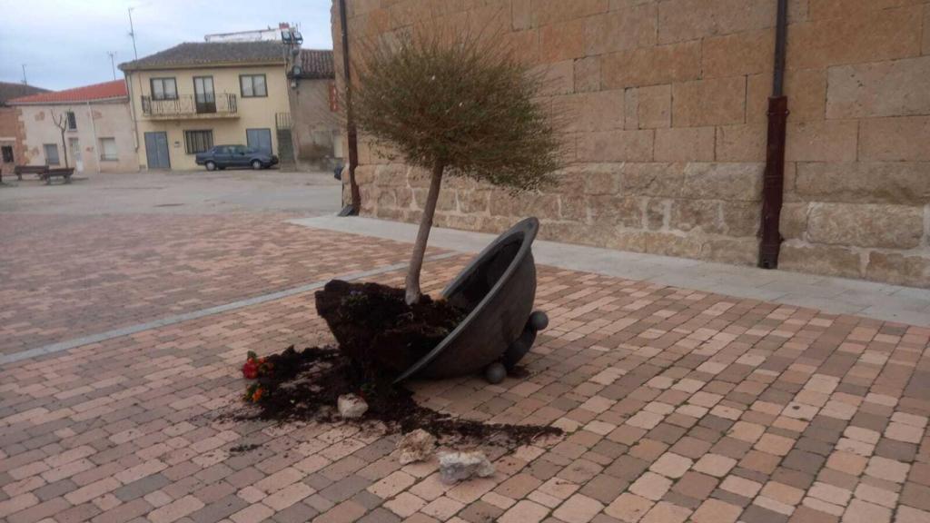 Maceta destrozada en la plaza de Fuentesaúco