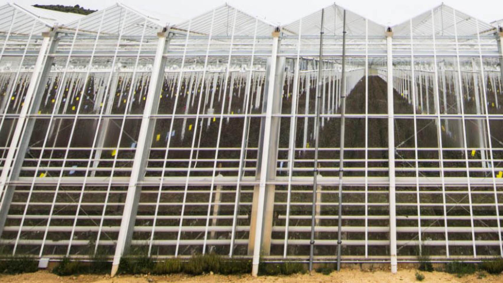 Planta de Ondara
