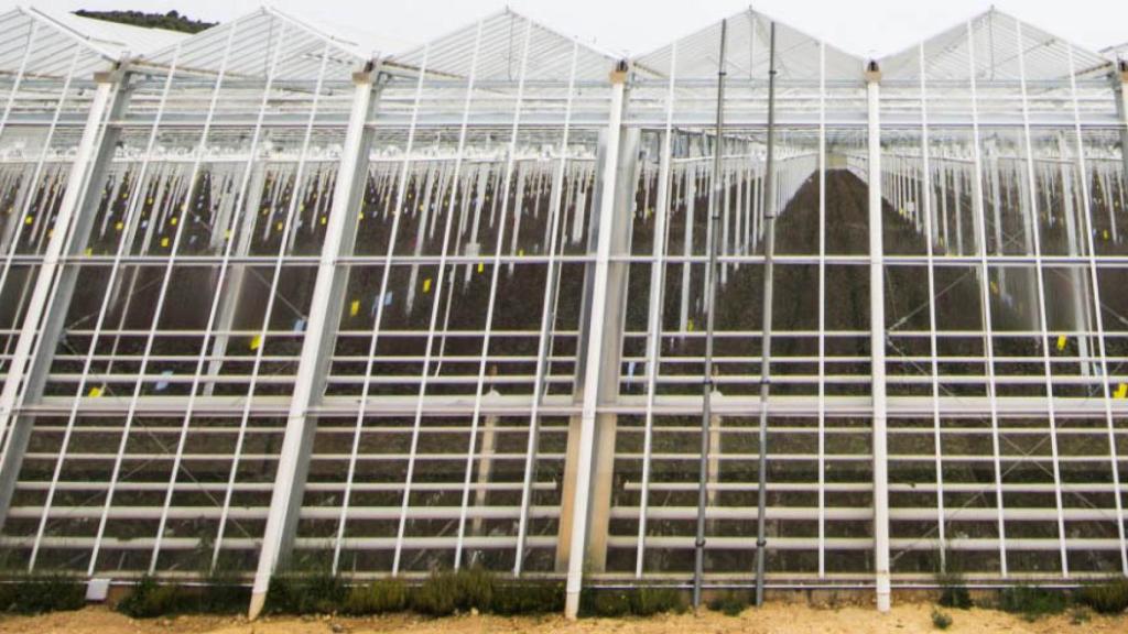 Planta de Ondara