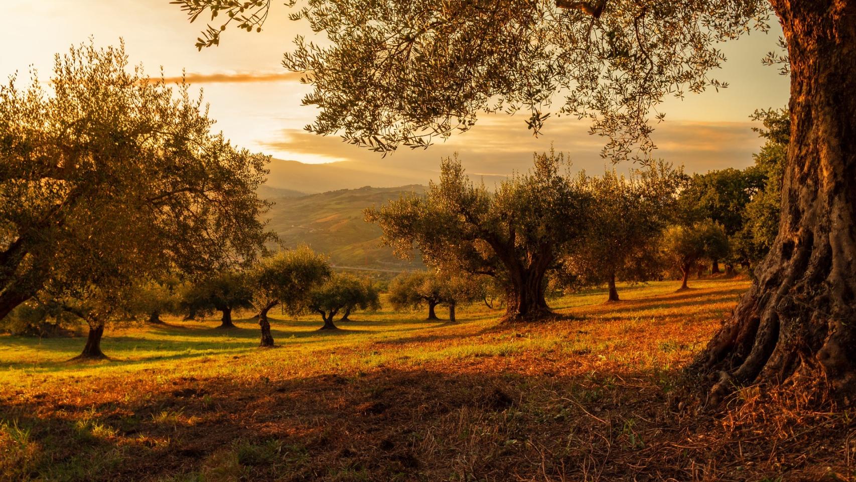 España es la cuarta potencia europea y la octava a nivel mundial en el mercado agroalimentario. El 88% del país es suelo rústico, con cerca de un millón de explotaciones agrarias.