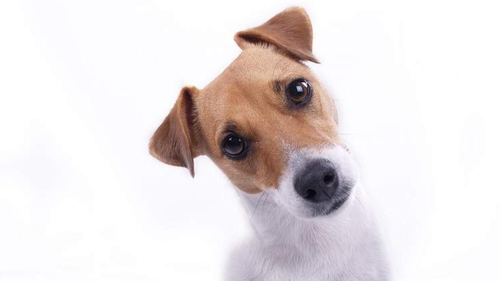 Un perro con la cabeza inclinada.