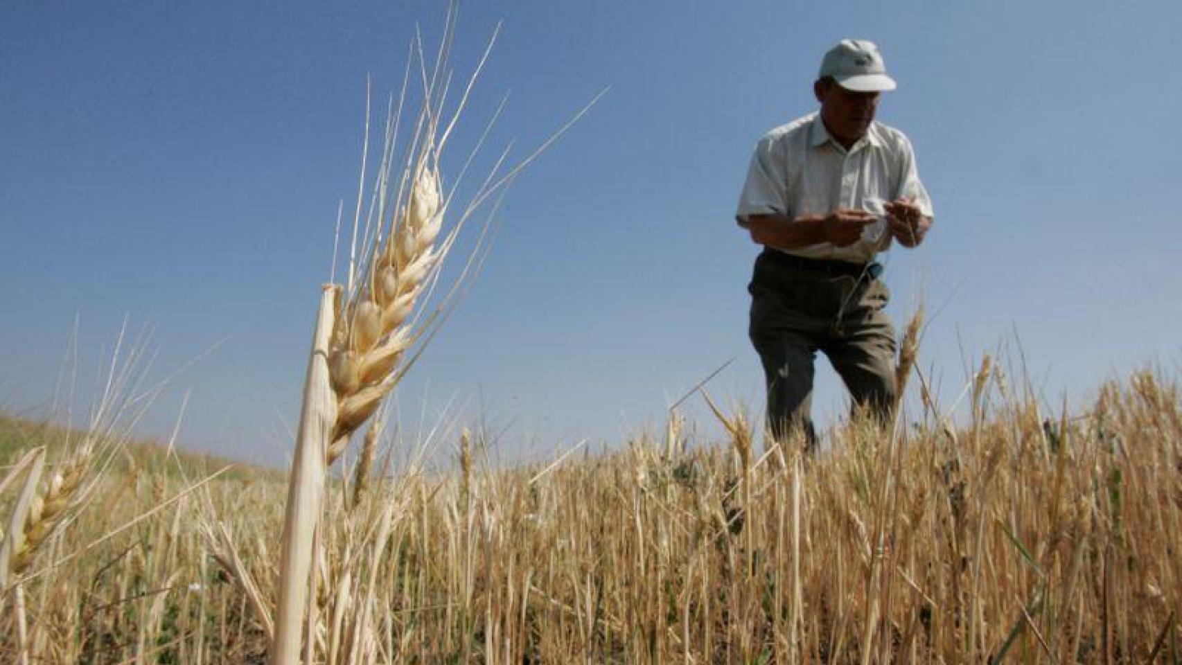 Campo de cereales en Jersón (Ucrania).