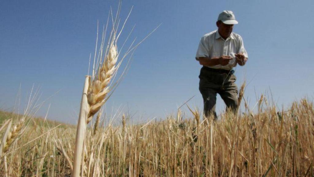 Campo de cereales en Jersón (Ucrania).