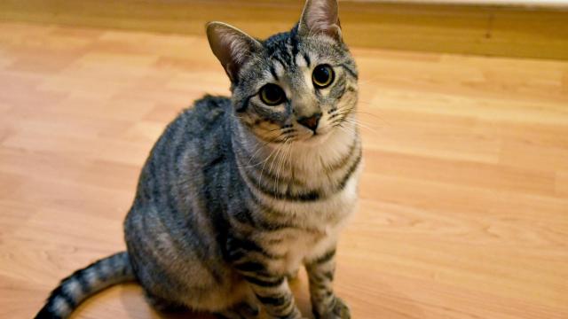 Loki, el gato protagonista de esta factura peluda