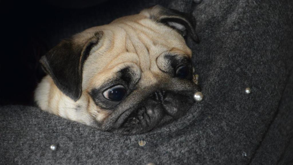 ¿La calima es peligrosa para los perros?