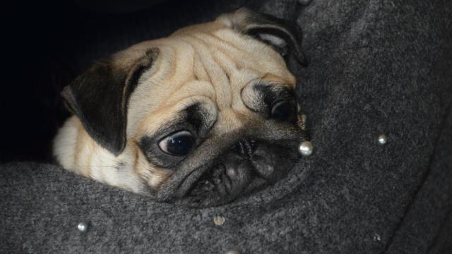 ¿La calima es peligrosa para los perros?