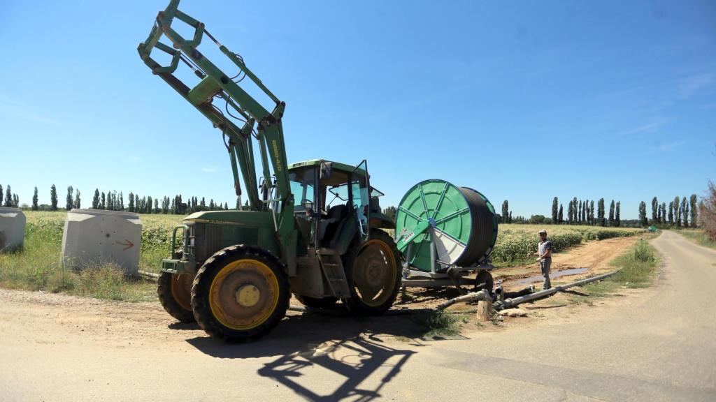Un agricultor en una plantación de maíz