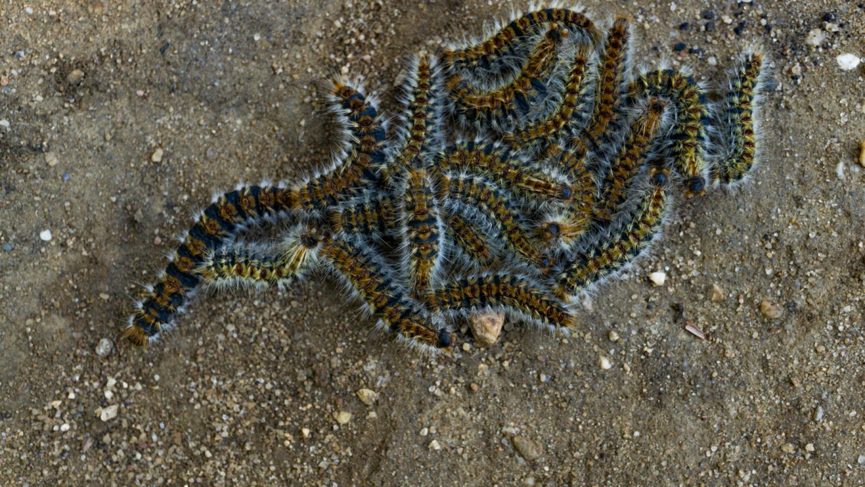Oruga procesionaria