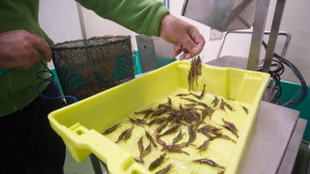 Foto de archivo de un pescador jubilado.