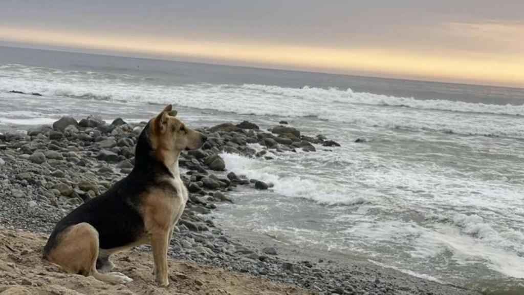 La emotiva historia de Vaguito, el perro que no pierde la esperanza de reencontrarse con su dueño