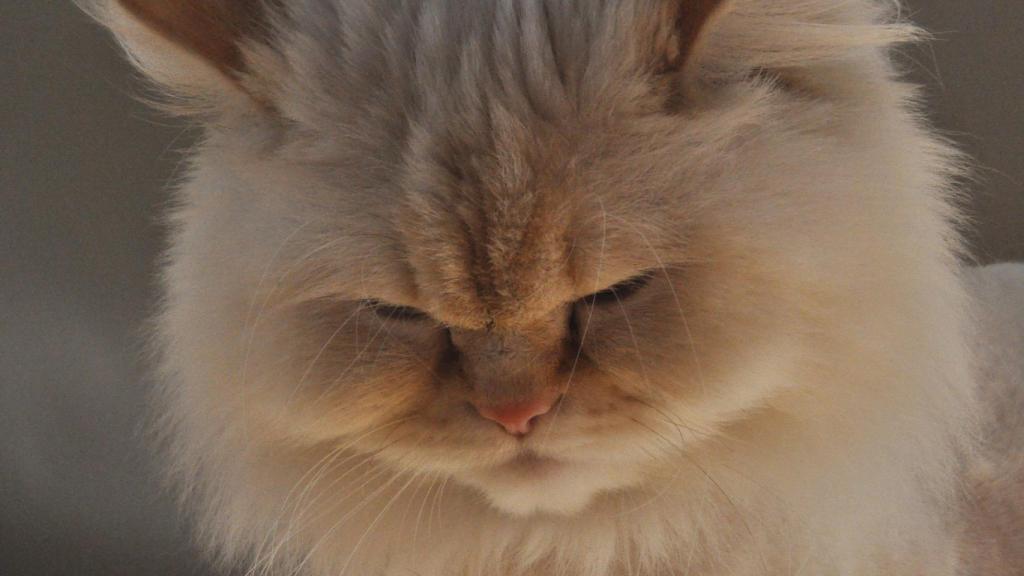 Himalaya
