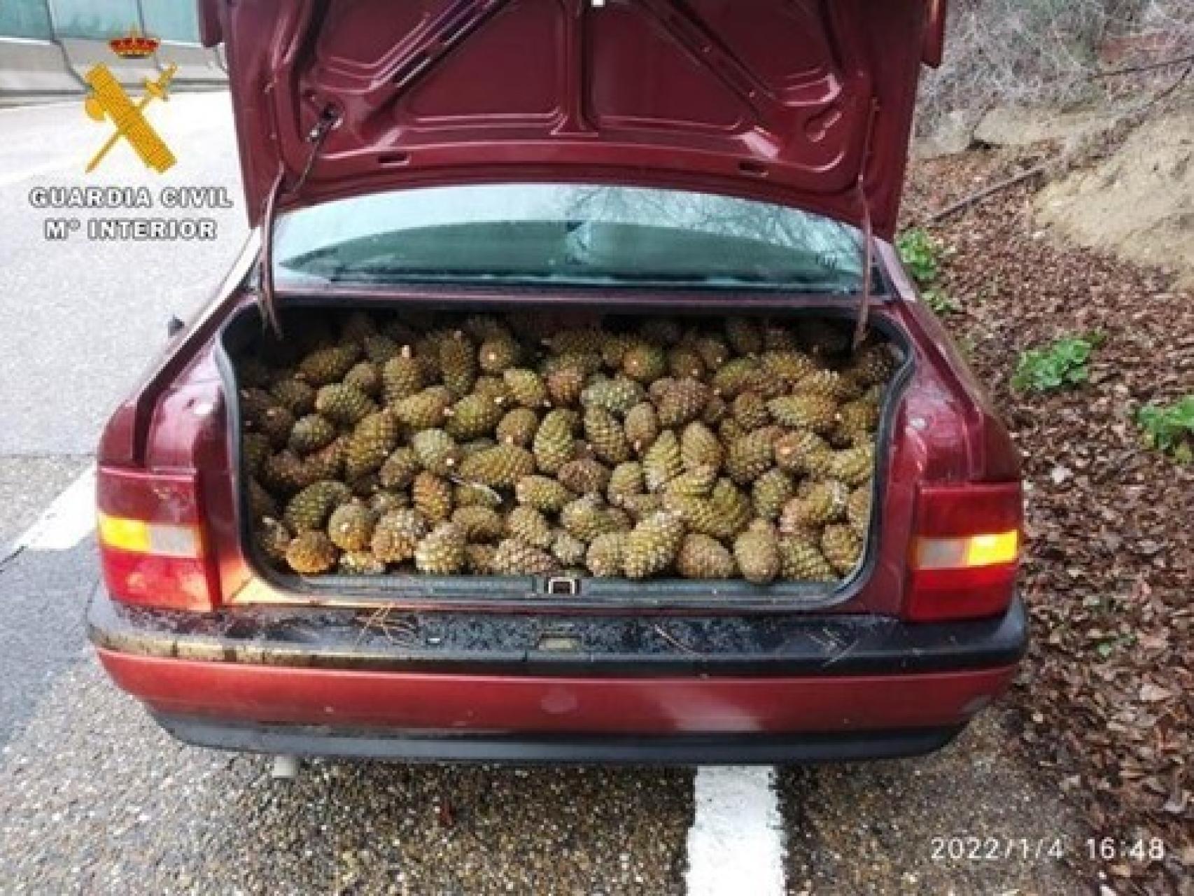 Imagen de las piñas robadas facilitada por la Guardia Civil