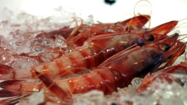 El tesoro rojo del mediterráneo: Dénia busca el plato gamba más creativa de 2022.