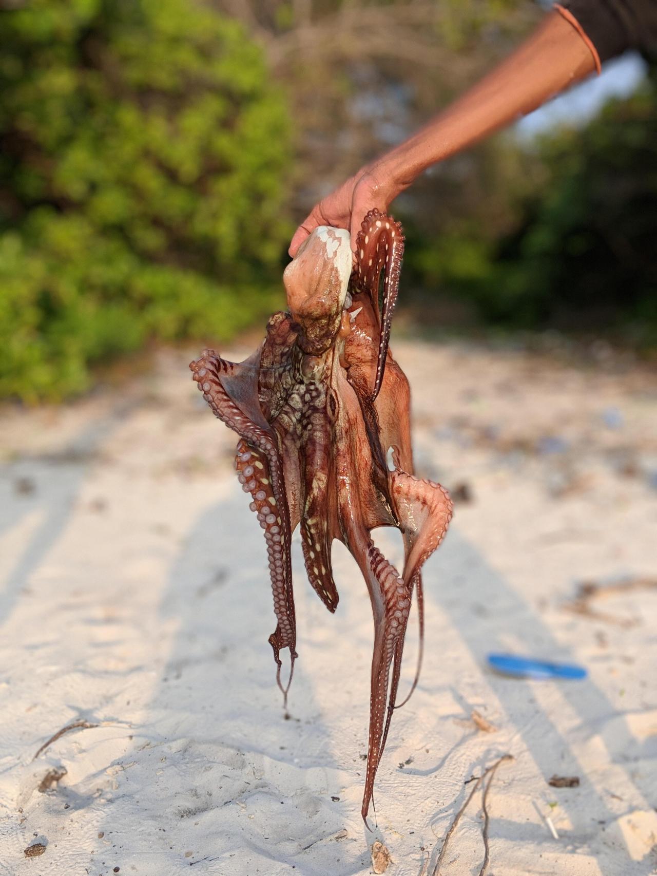 El 75% del pulpo que se consume en España procede de Marruecos y Mauritania.