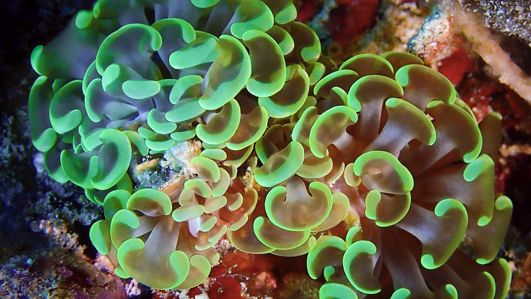 La fotógrafa del mar: vida marina en verde