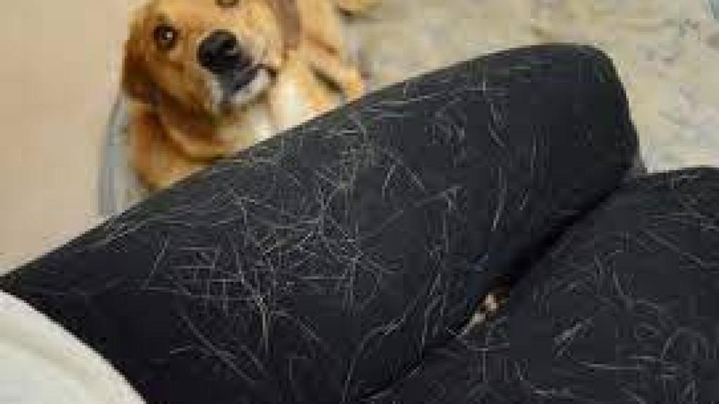 Pelos en la ropa.