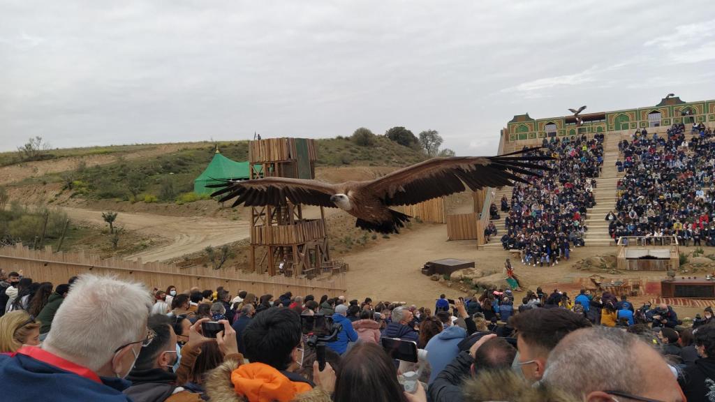 Un buitre leonado, sobrevolando las cabezas de los espectadores de Puy du Fou.