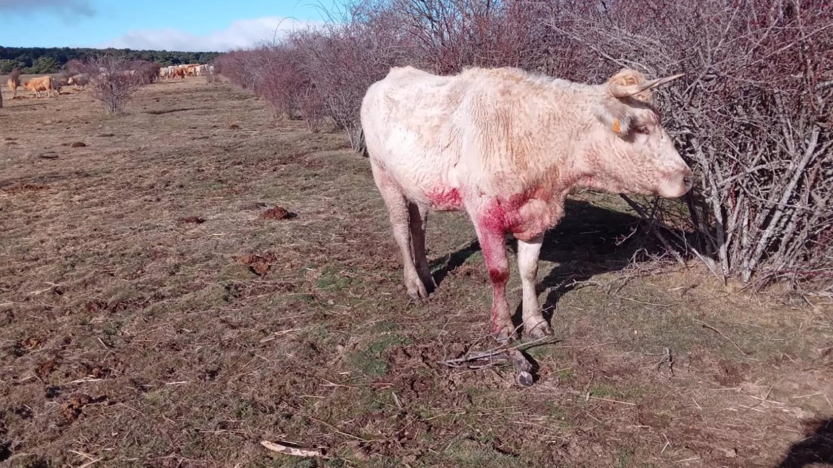 Grito desesperado de un ganadero de Guadalajara por los ataques de los lobos