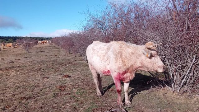 Grito desesperado de un ganadero de Guadalajara por los ataques de los lobos