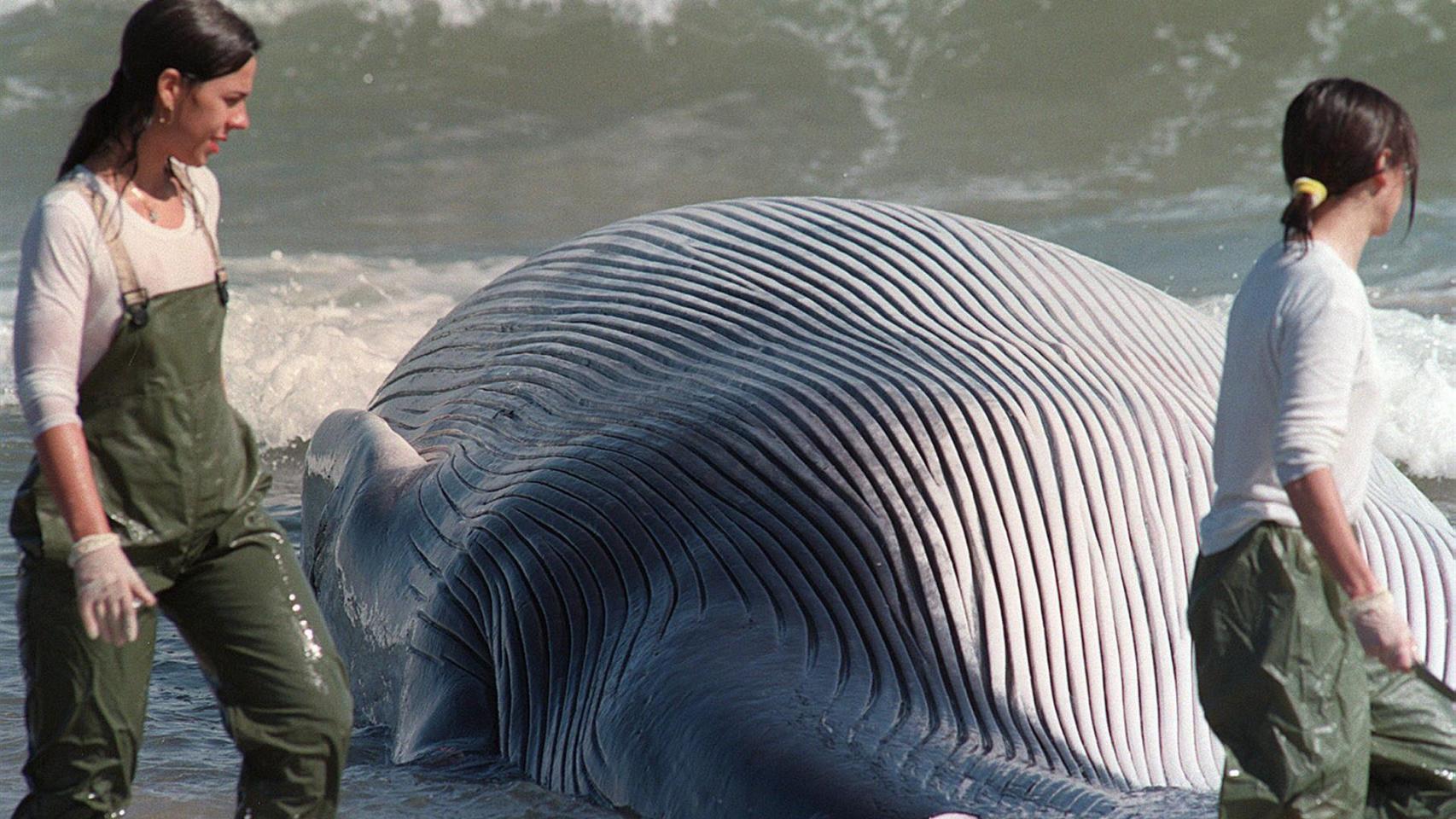 Una ballena varada en una playa de Valencia, en imagen de archivo.
