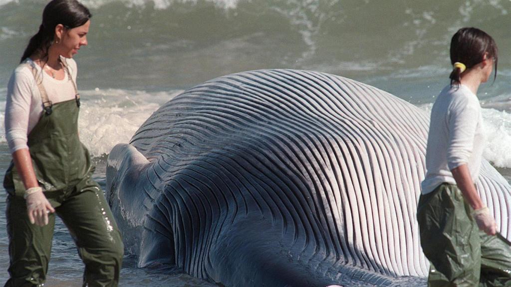 Una ballena varada en una playa de Valencia, en imagen de archivo.