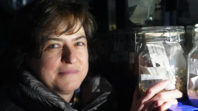 Carmen Asensio Sánchez-Manzanera, jefa de la Unidad de Cultivos Herbáceros del Itacyl muestra variedades de leguminosas y cereales que Castilla y León enviará a la Bóveda Global de Semillas de Svalbard (Noruega)