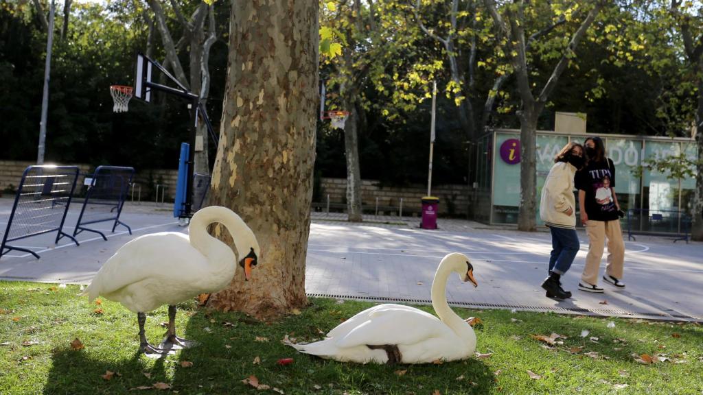 Imagenes cercanas al Campo Grande en Valladolid