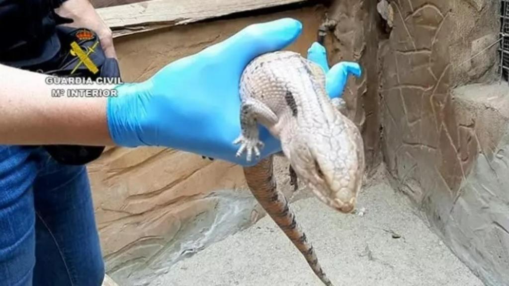 Uno de los animales encontrados en la finca. Guardia Civil.