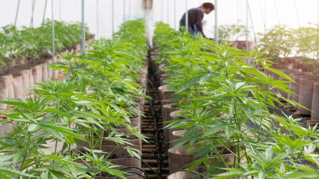 Imagen de archivo plantación Marihuana.
