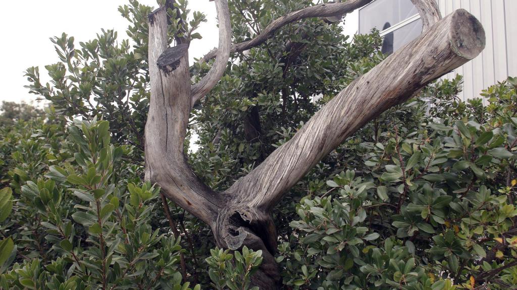 Un madroño de más de 650 años y varios olivos centenarios, rescatados en este parque empresarial.