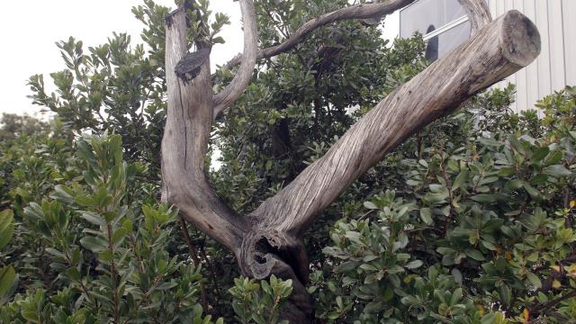 Un madroño de más de 650 años y varios olivos centenarios, rescatados en este parque empresarial.