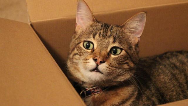 ¿Por qué a los gatos les gustan las cajas de cartón?
