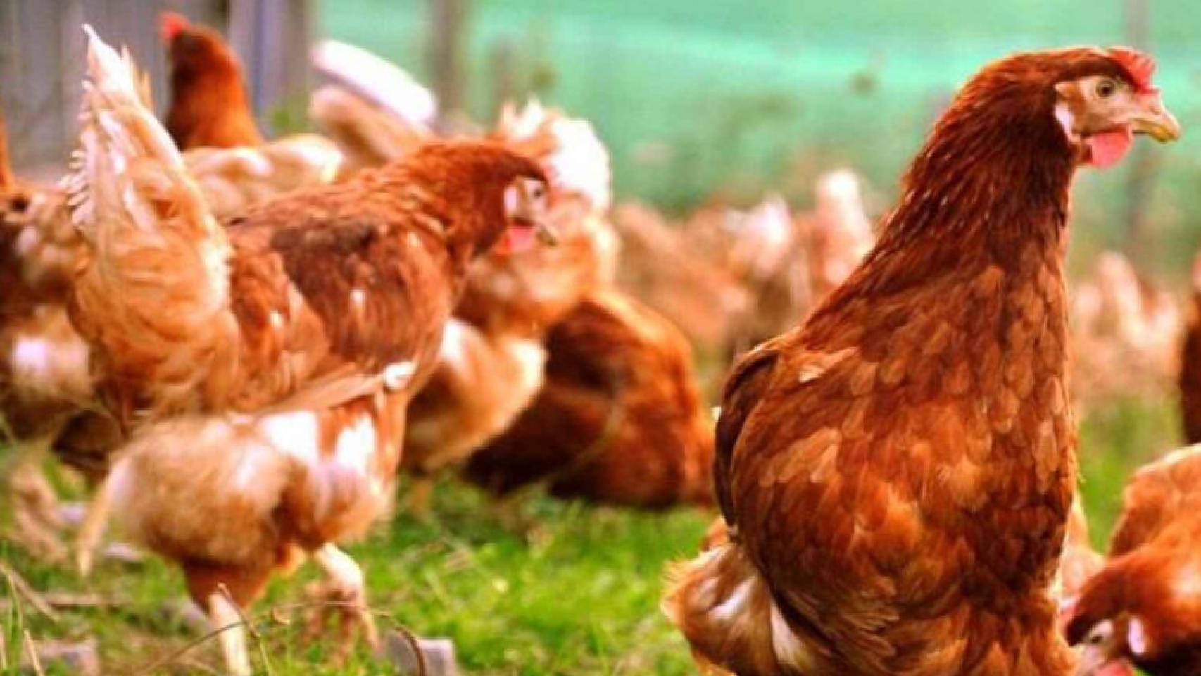 Gallinas en una explotación