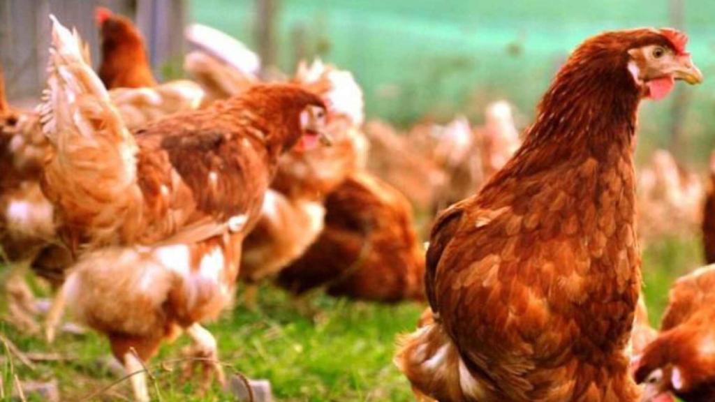 Gallinas en una explotación