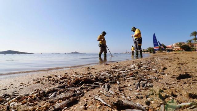 Unos operarios retirando peces muertos en una playa del Mar Menor.